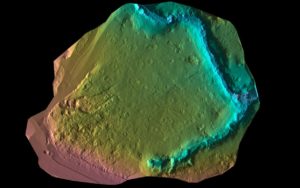 Eucalyptus grove ground view showing tree processing workflow
