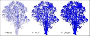 Individual tree point cloud visualization showing XY plane projection
